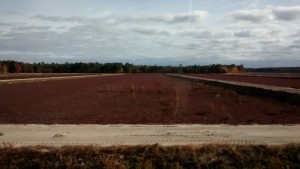 cranberry bog