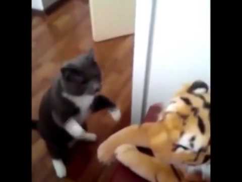 cat hitting stuffed tiger