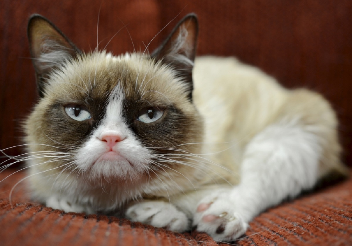 In this undated photo provided by Nestle Purina PetCare is Grumpy Cat. It probably won't affect her famous mood, but Grumpy Cat now has an endorsement deal. The St. Louis-based company announced Tuesday, Sept. 17, 2013, the frown-faced Internet sensation, real name Tardar Sauce, is now the "spokescat" for a Friskies brand of cat food. (AP Photo/Nestle Purina PetCare)