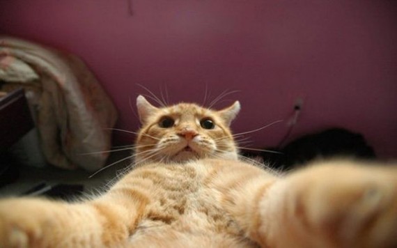 Funny-Cat-Selfies-1-570x356