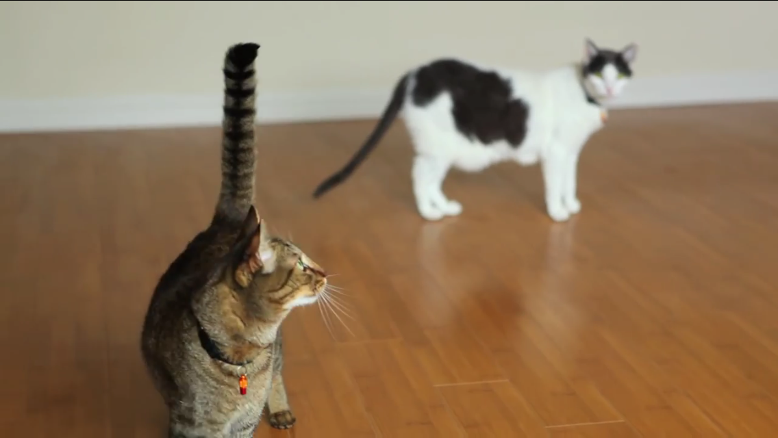 Kitties Mesmerized By Ceiling Fan Cat Fancast