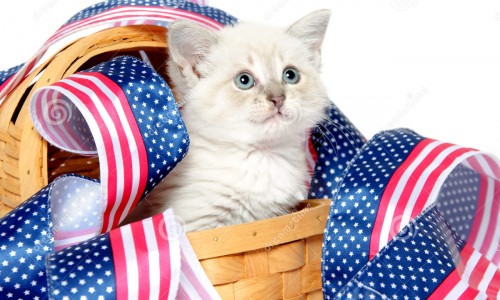 cute-kitten-fourth-july-decorations-20597090