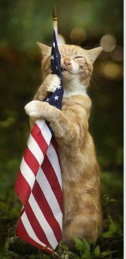 Top 10 Most Patriotic Kittens - Cat Fancast