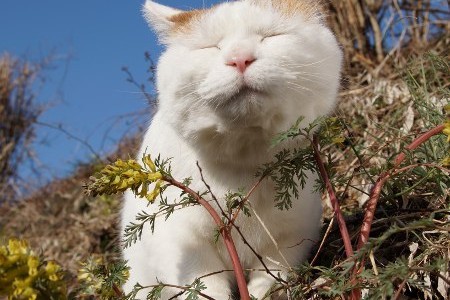 the happiest cat