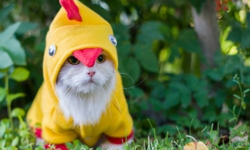 Baby-Chick-Cat-Halloween-Costume