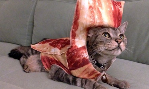Bacon-Cat-Halloween-Costume