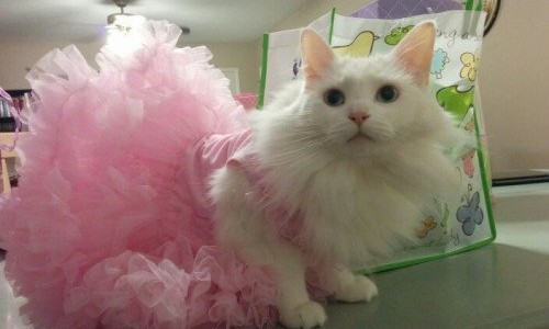 Ballerina-Cat-Halloween-Costume