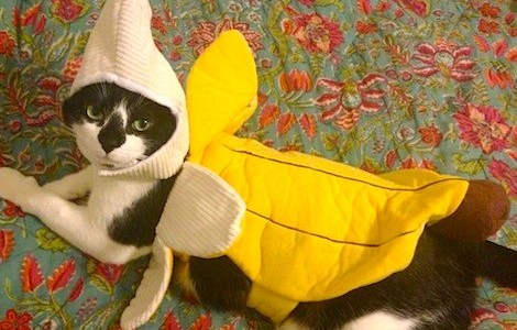 Banana-Cat-Halloween-Costume