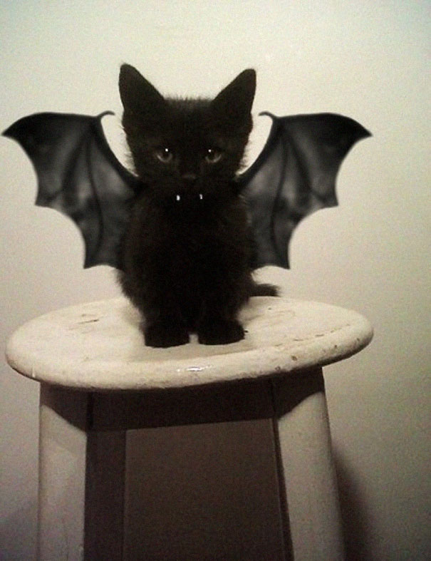 Bat-Cat-Halloween-Costume1