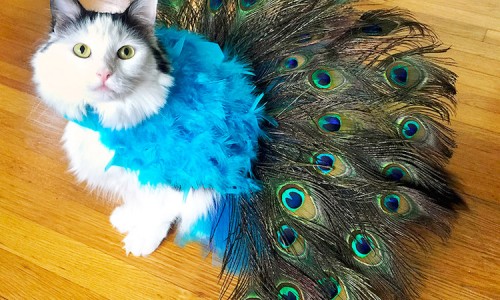 cat-in-peacock-costume