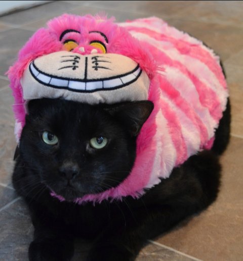 Cheshire-Cat-Halloween-Cat-Costume