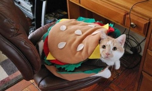 Hamburger-Cat-Halloween-Costume