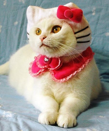 Hello-Kitty-Cat-Halloween-Costume1