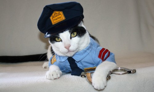 Police-Cat-Halloween-Costume