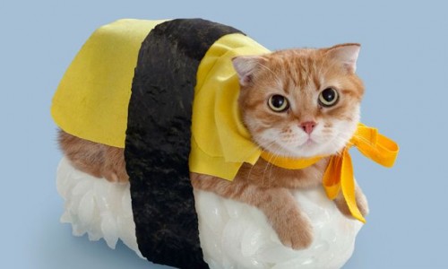 Sushi-Cat-Halloween-Costume1