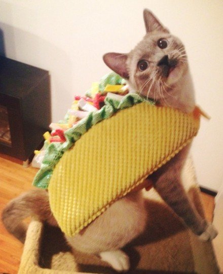 Taco-Cat-Halloween-Costume1