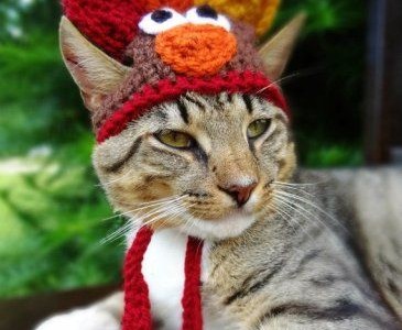 Turkey-Cat-Halloween-Costume