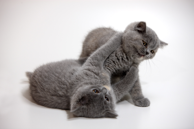 all about chartreux