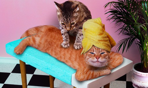 Cats-Massaging