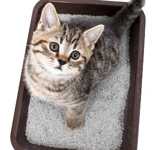 kitten-litterbox