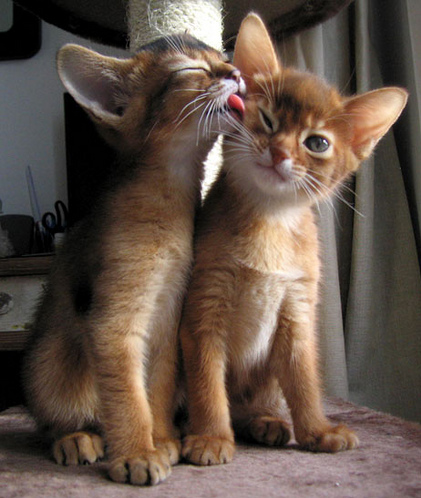 kitty-cat-kiss