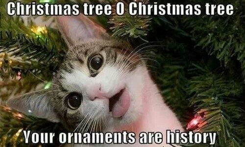 funny-christmas-cats-photos-13