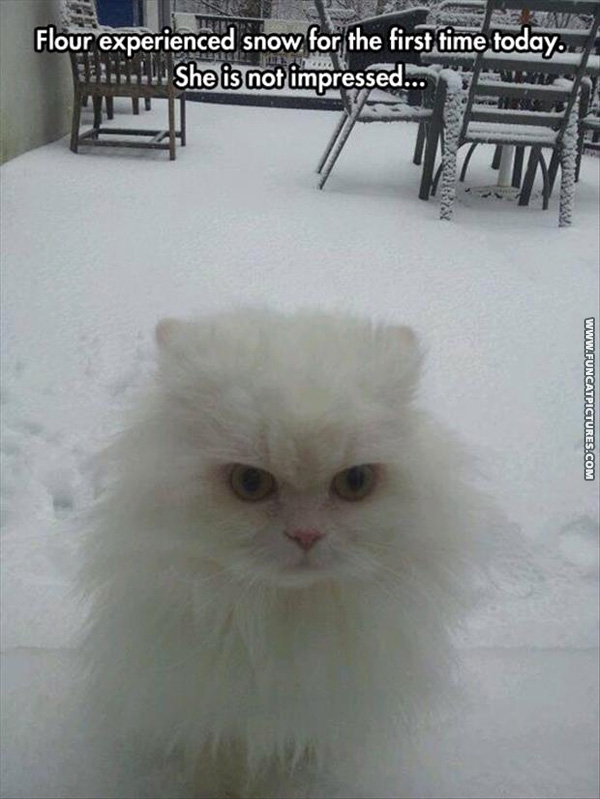 funny-cat-pictures-flour-is-not-impressed-with-snow.jpg