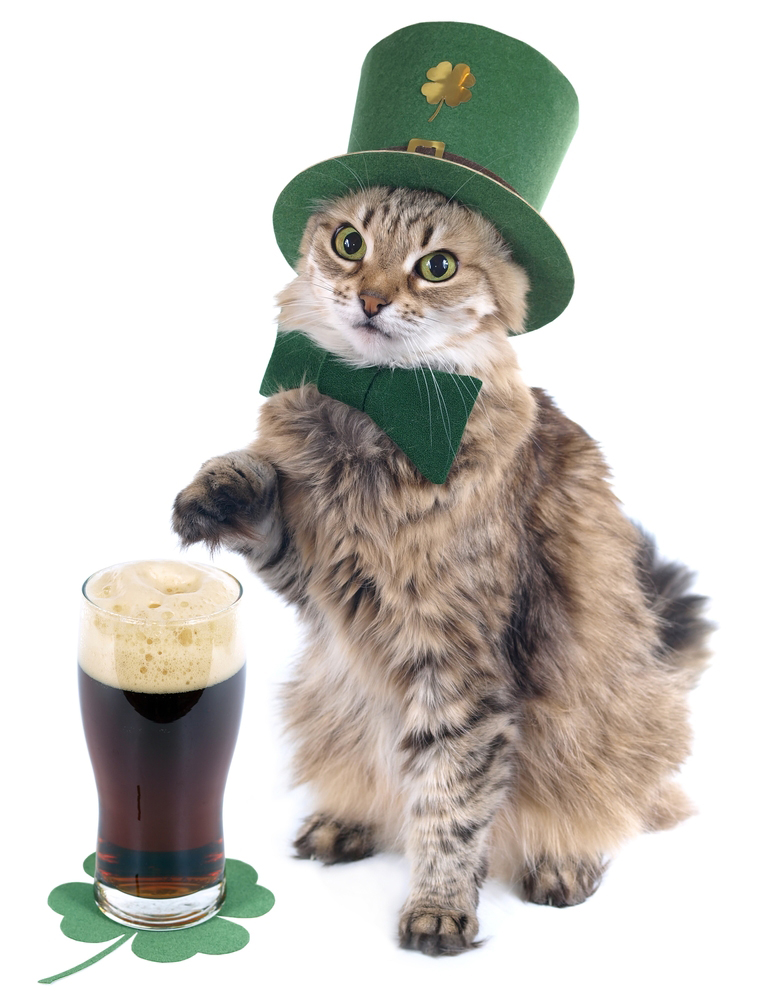 Ирландский кот фото