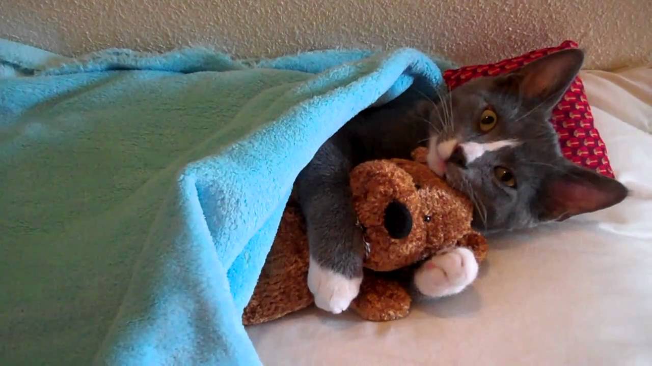 cat holding teddy bear