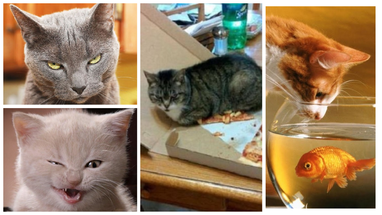 naughty cats