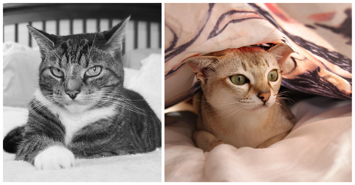 Cats in Bed