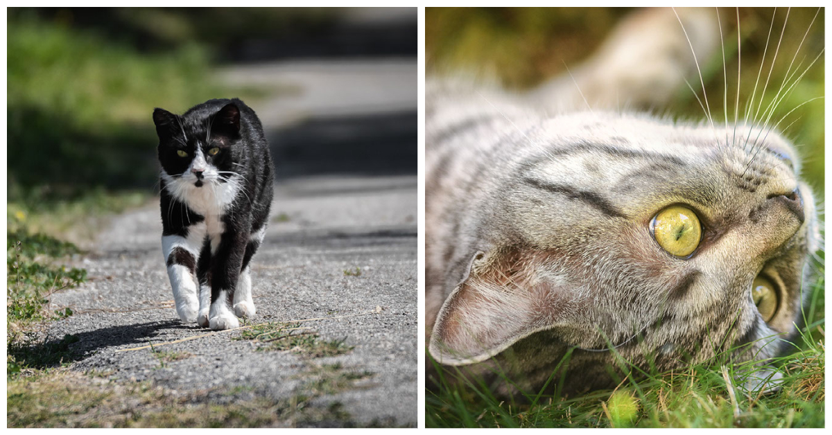 Outdoor Cats