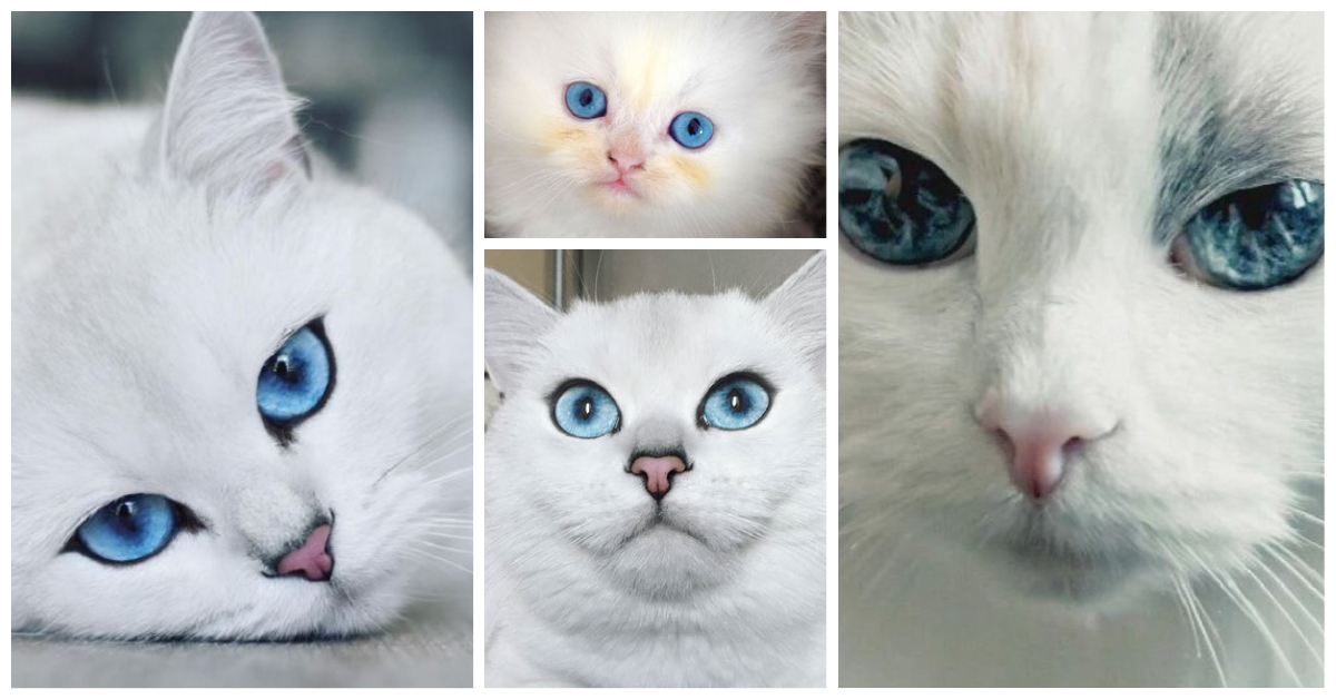 Cat Eyes