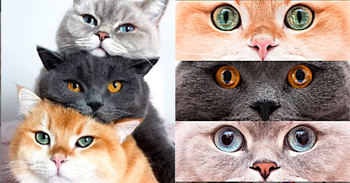 Cat Eyes