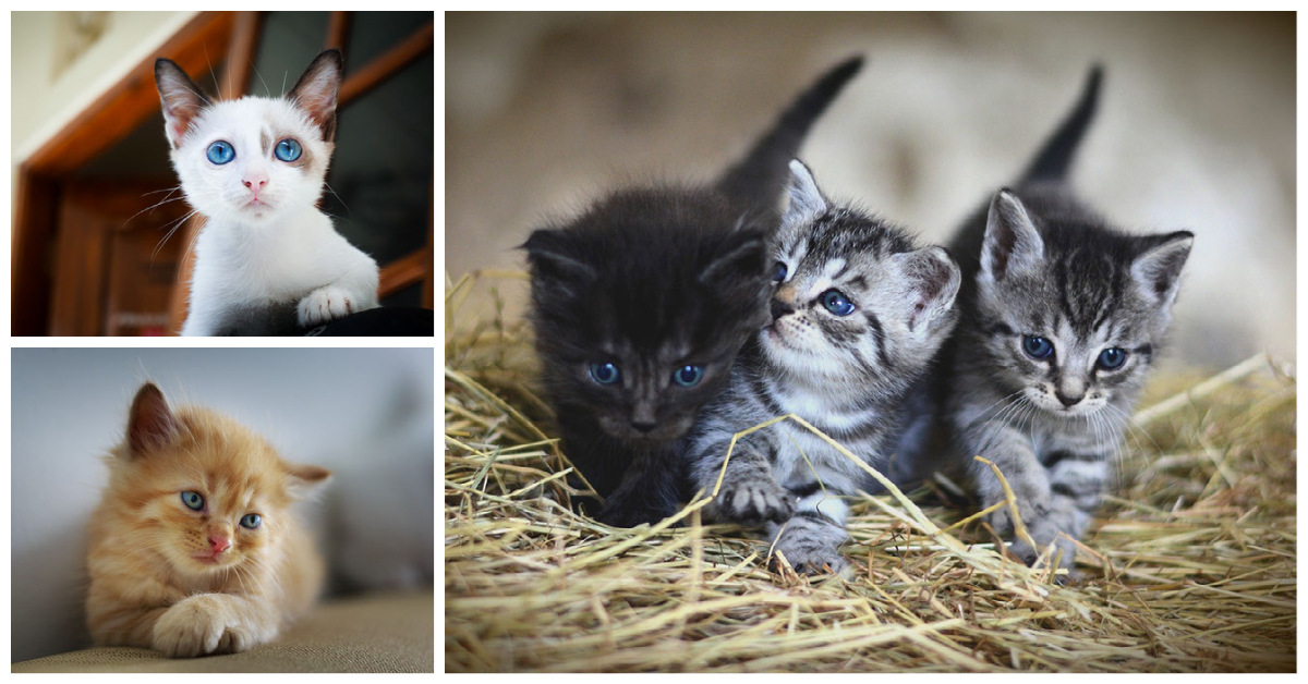 Cat Eyes Kittens