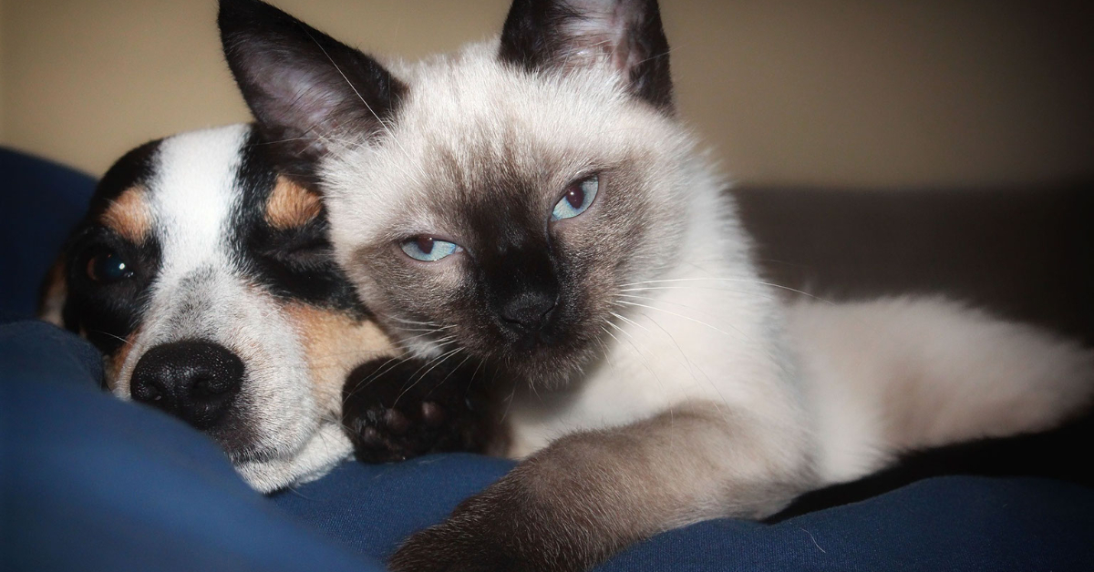 Kittens and Dogs
