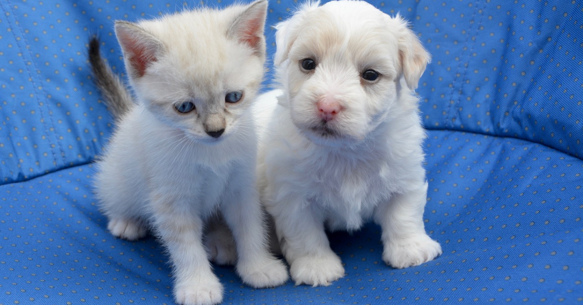 Kittens and Dogs