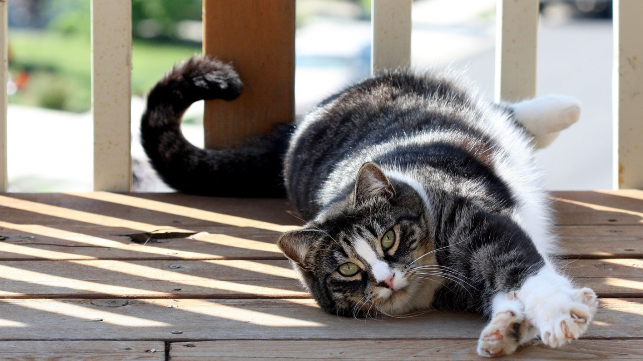 American Shorthair Cats