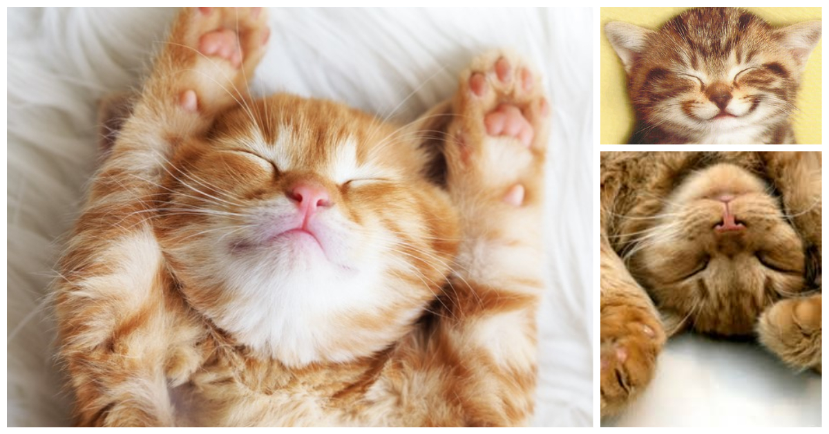 Happy Cat