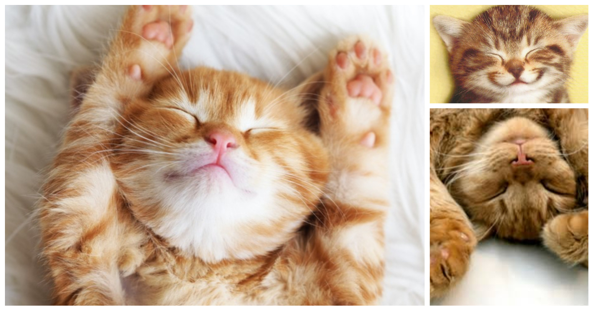 Content Cat