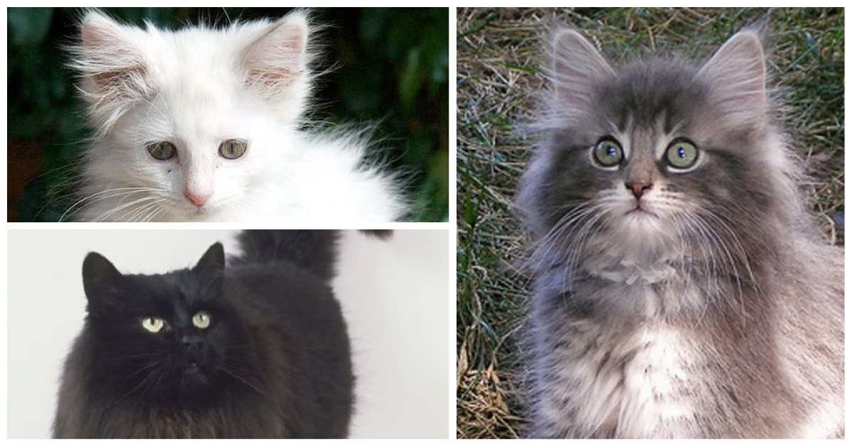 Norwegian Forest Kittens