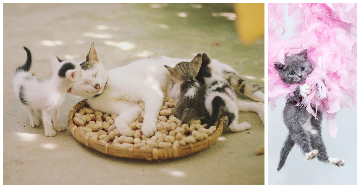 Female Cats