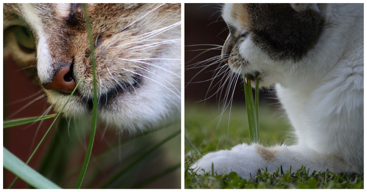 Strange Cat Behaviors Eating Grass