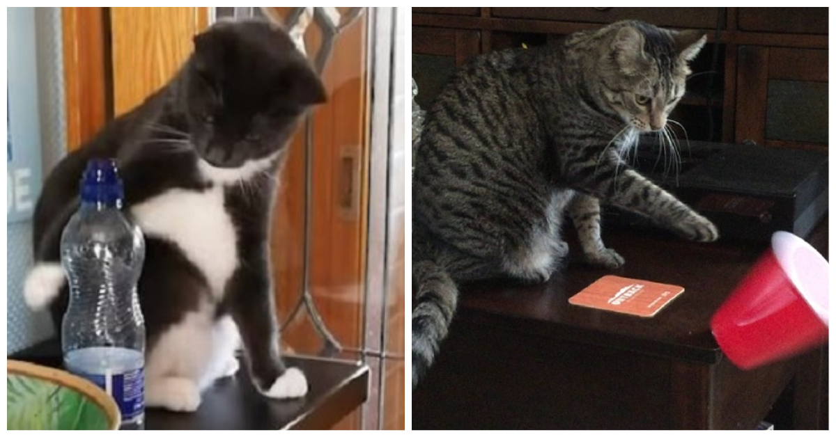 Strange Cat Behaviors Knocking items off Tables