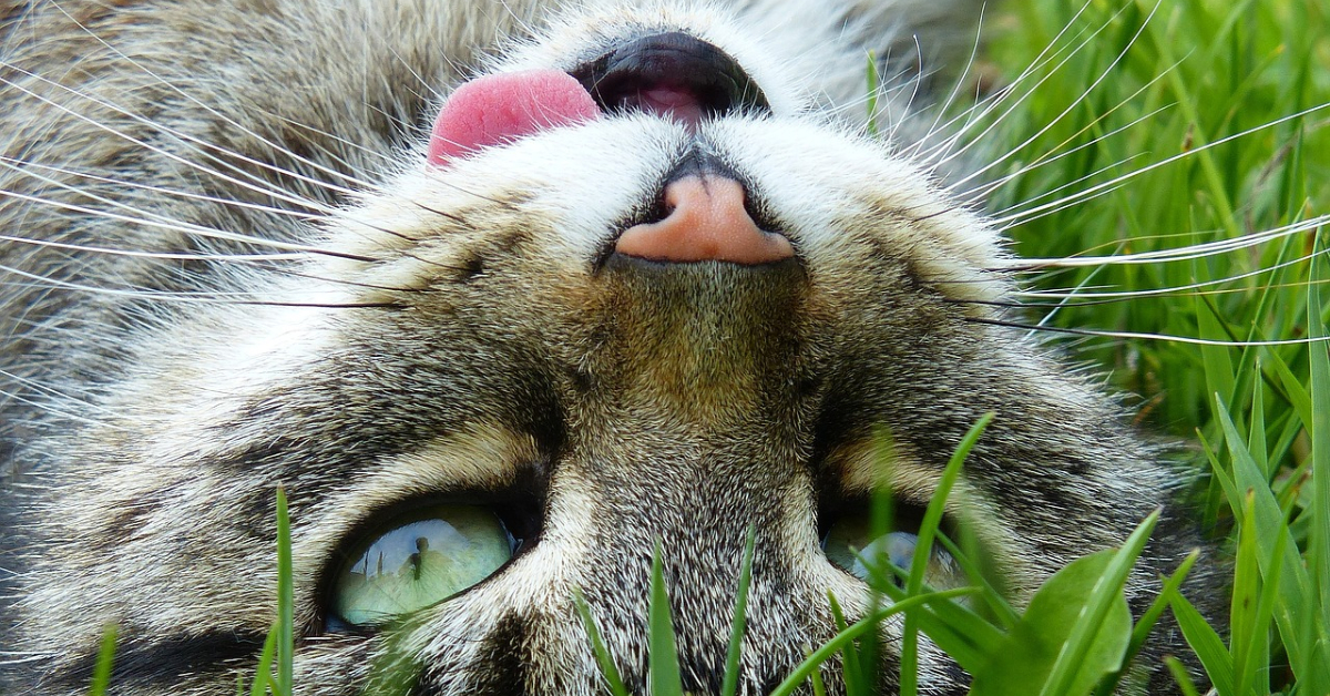 Smiling Cats