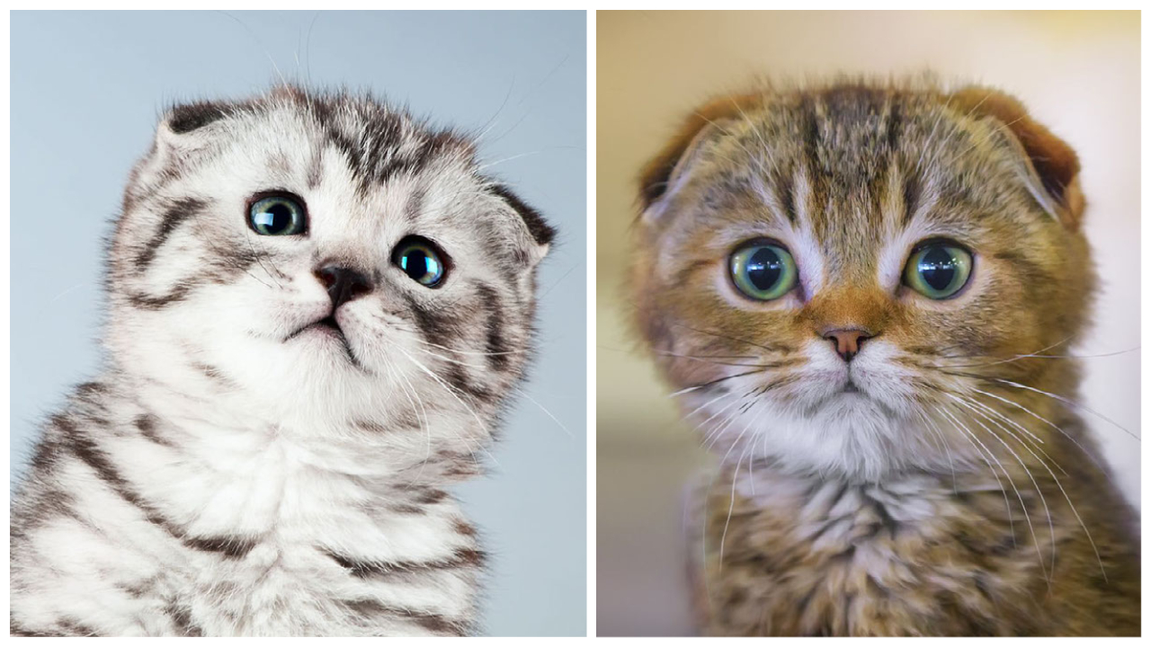 Scottish Fold Breed