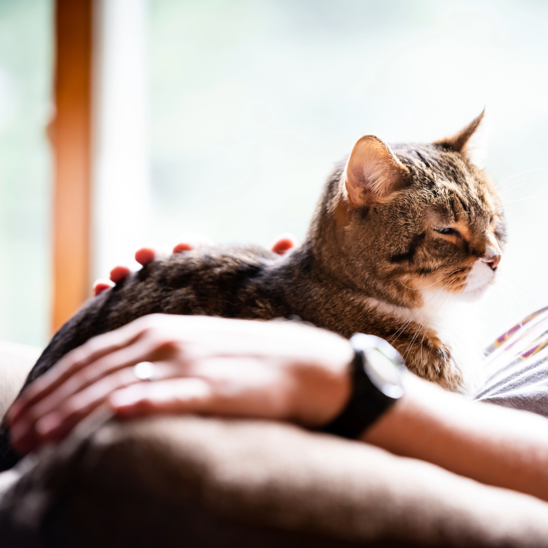Cat Kneading for Affection