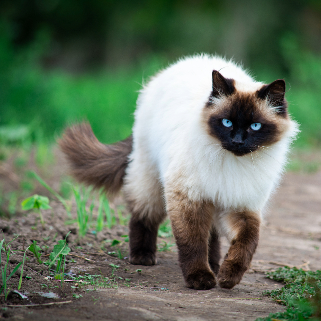 How long Siamese Cats Live