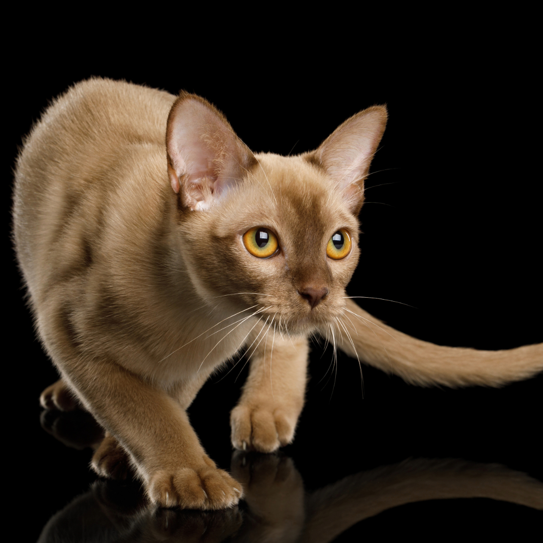 How Long Burmese Cats Live