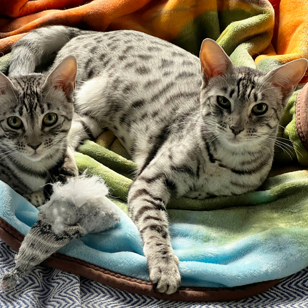 How Long Savannah Cats Live